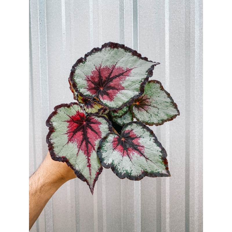 4 Begonia ‘Harmony’s Bullseye’