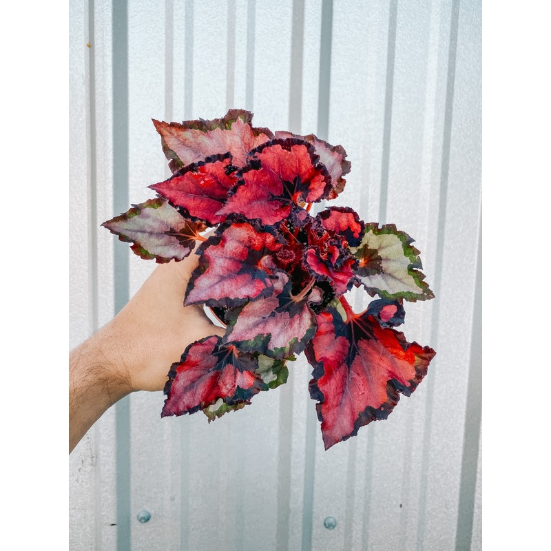 4 Begonia ‘Harmony’s Curly Red Robin’