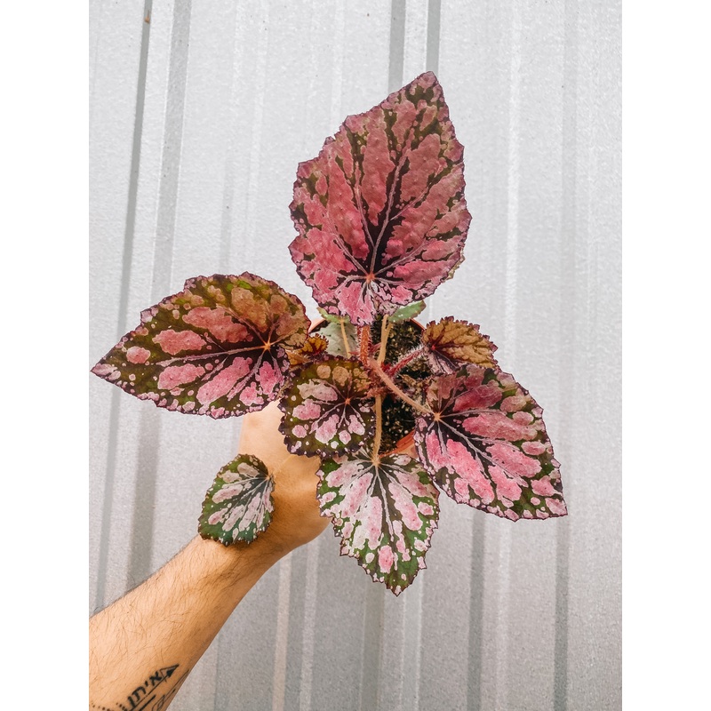 4 Begonia ‘Harmony’s Ember’