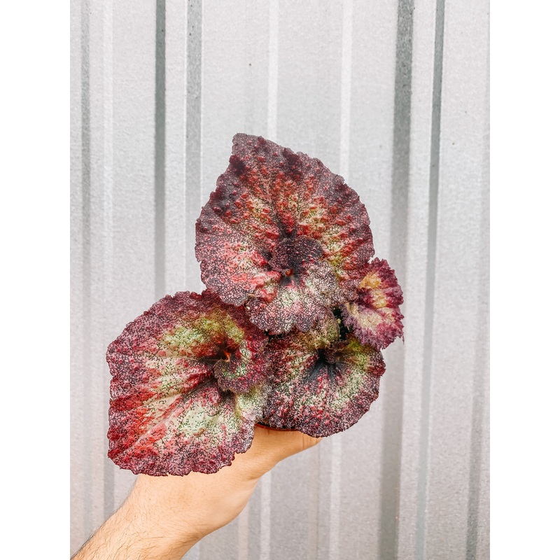4 Begonia ‘Harmony’s Mauve Mania’