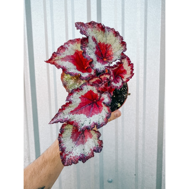 4 Begonia ‘Harmony’s Pink Cadillac’