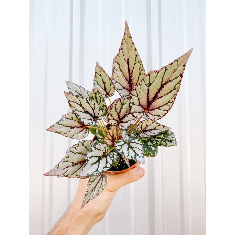 4 Begonia ‘Hugh Mclaughlin’