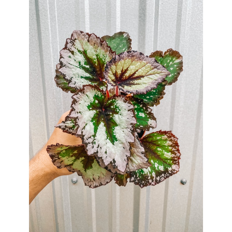 4 Begonia Hybrid ‘Fireworks’