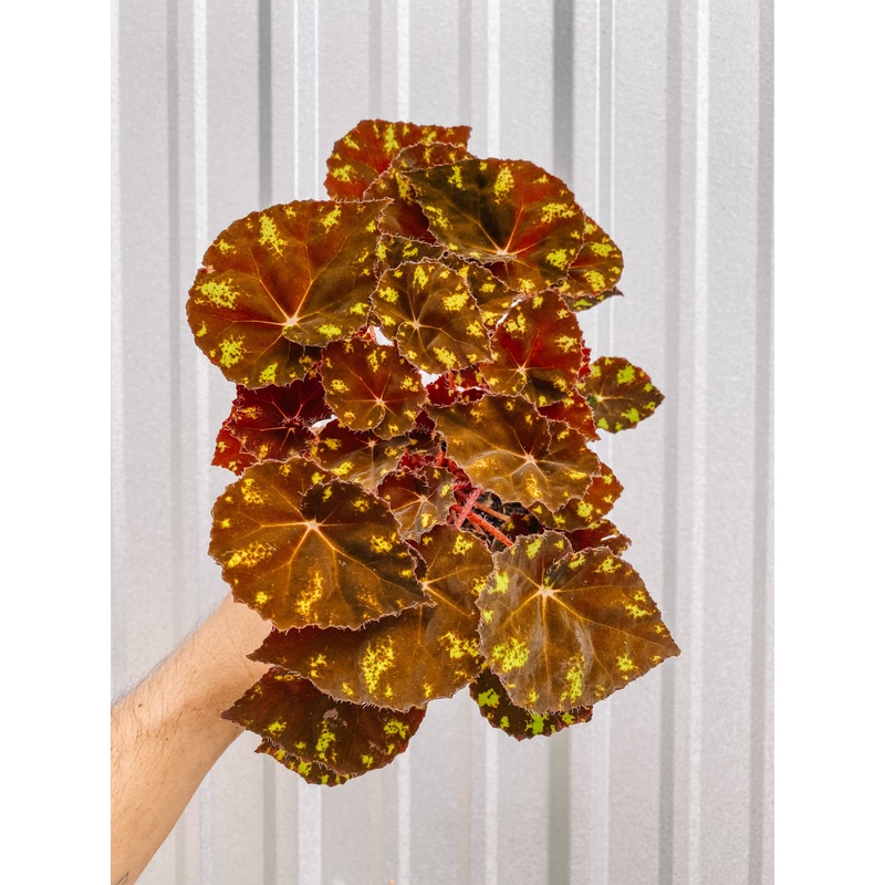 4 Begonia ‘Kit Kat’