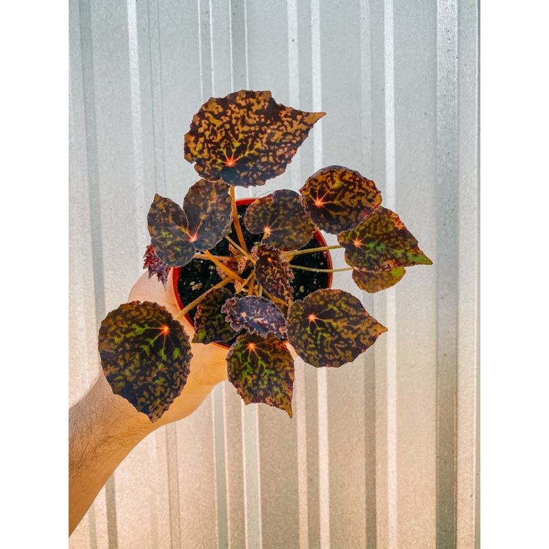 4 Begonia ‘Red Planet’