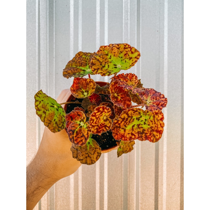 4 Begonia ‘Vivaldi’