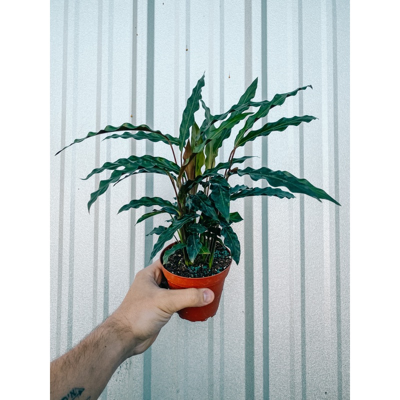 4 Calathea ‘Elgergrass’