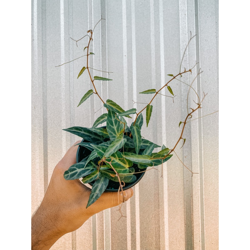 4 Cissus Amazonica
