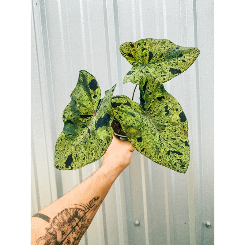4 Colocasia ‘Mojito’