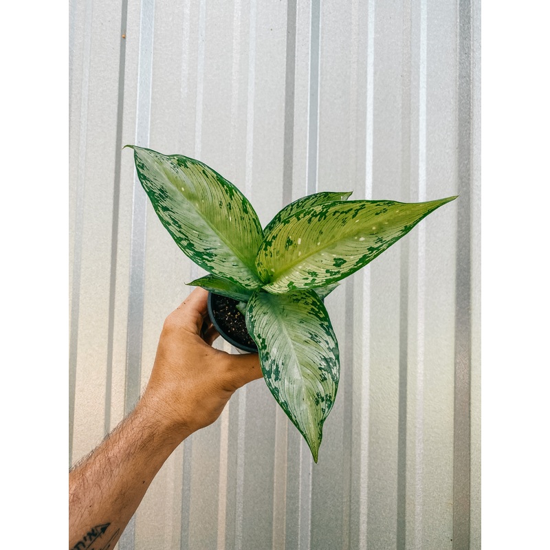 4 Dieffenbachia ‘Tiki’