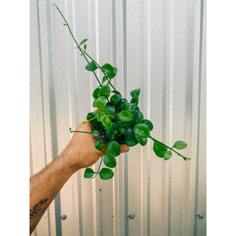 4 Dischidia ‘Oiantha’