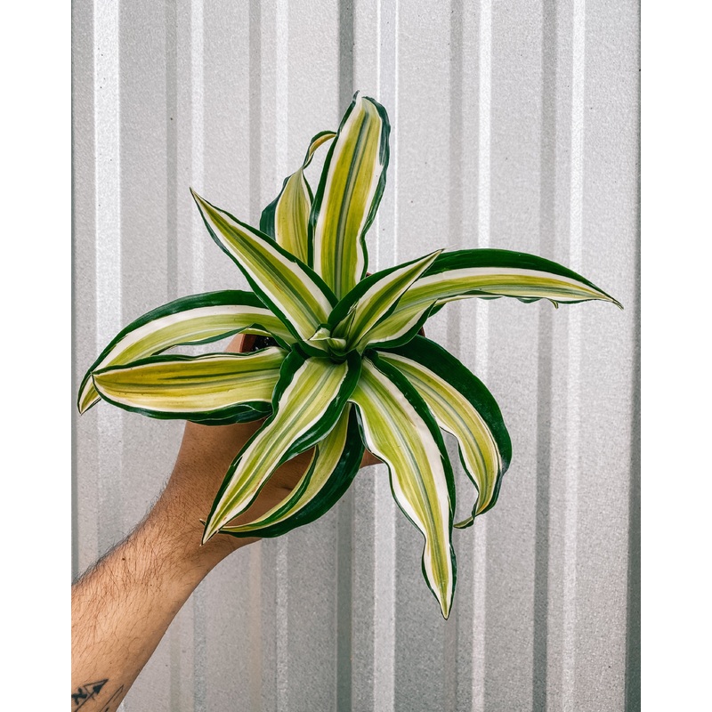 4 Dracaena ‘Malaika’