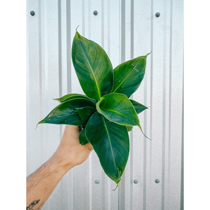 4 Dwarf Cavendish Banana