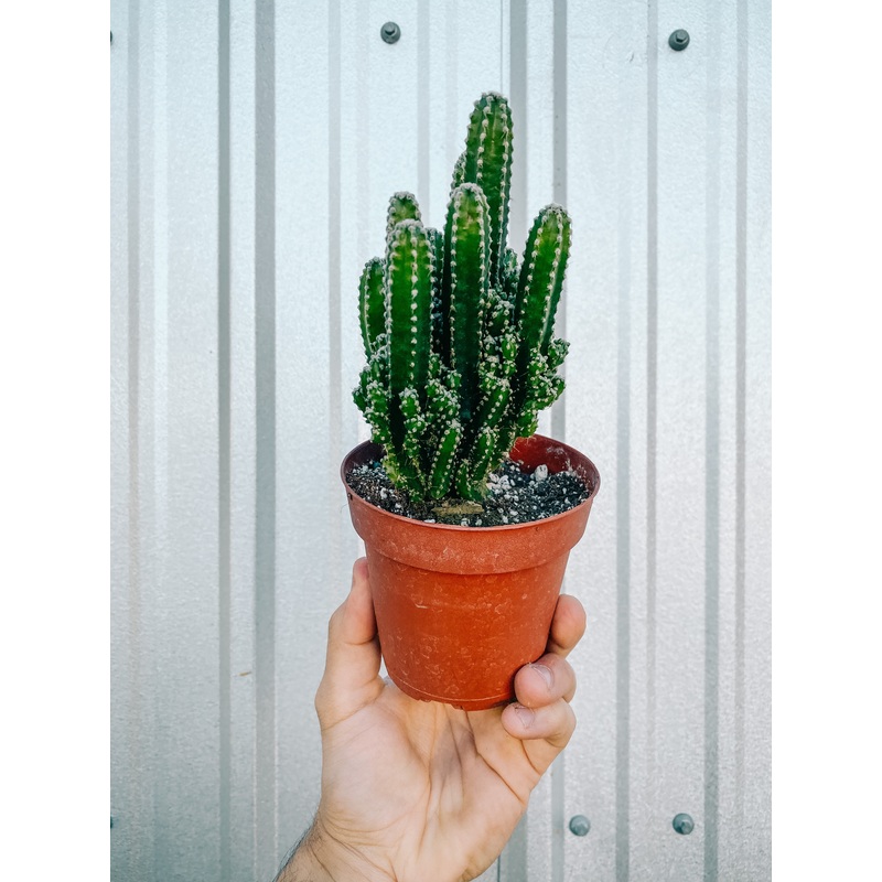 4 Fairy Castle Cactus