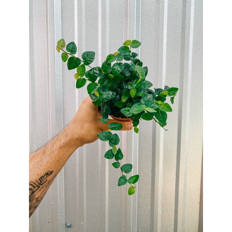 4 Ficus ‘Repens’