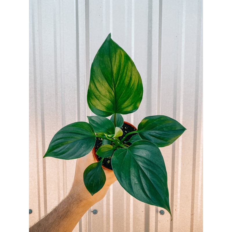 4 Homalomena ‘Emerald Gem’