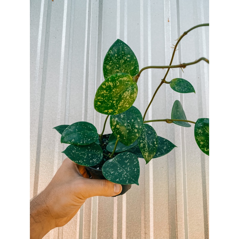 4 Hoya ‘Parasitica Splash’
