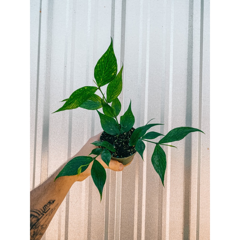 4 Hoya ‘Polynuera’ (Fishtail Hoya)