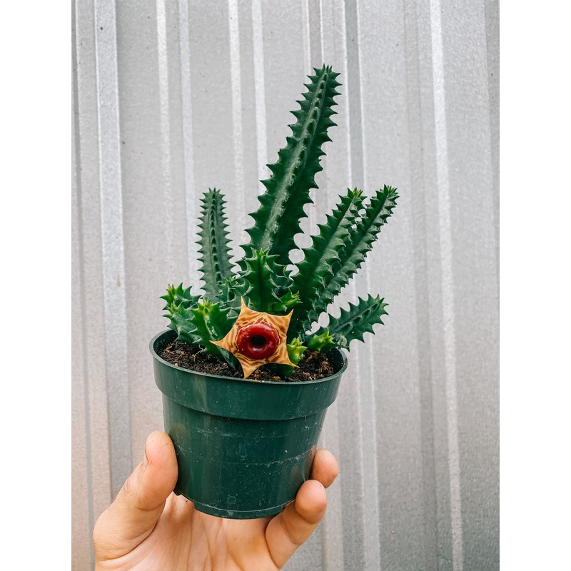 4 Life Saver Cactus