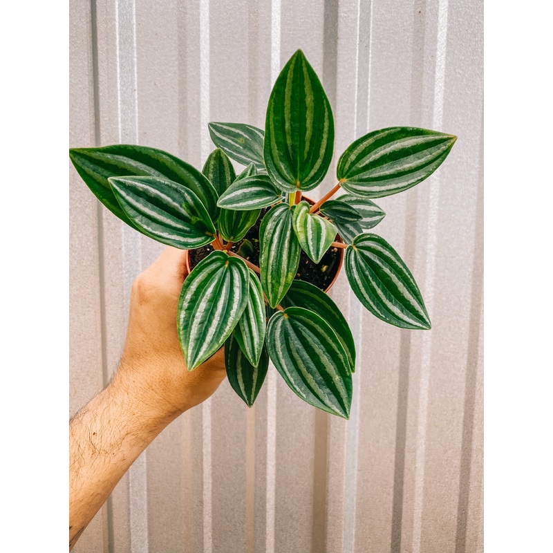 4 Peperomia ‘Mini Watermelon’