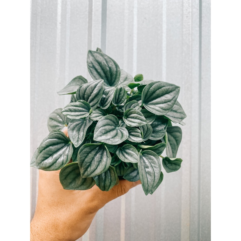 4 Peperomia ‘Napoli Nights’