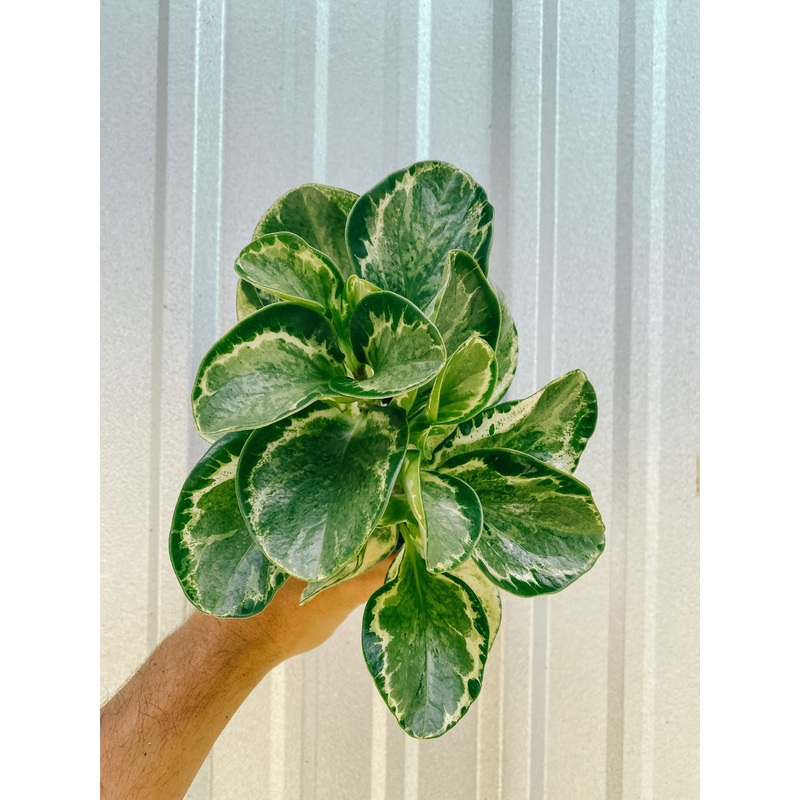4 Peperomia ‘Obtusifolia Marble’