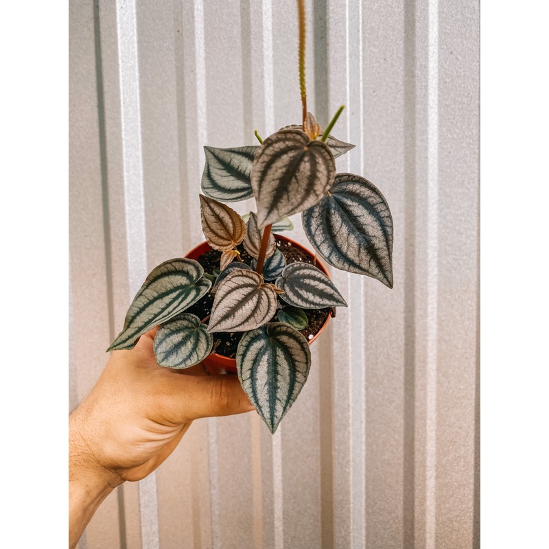4 Peperomia ‘Turboensis’