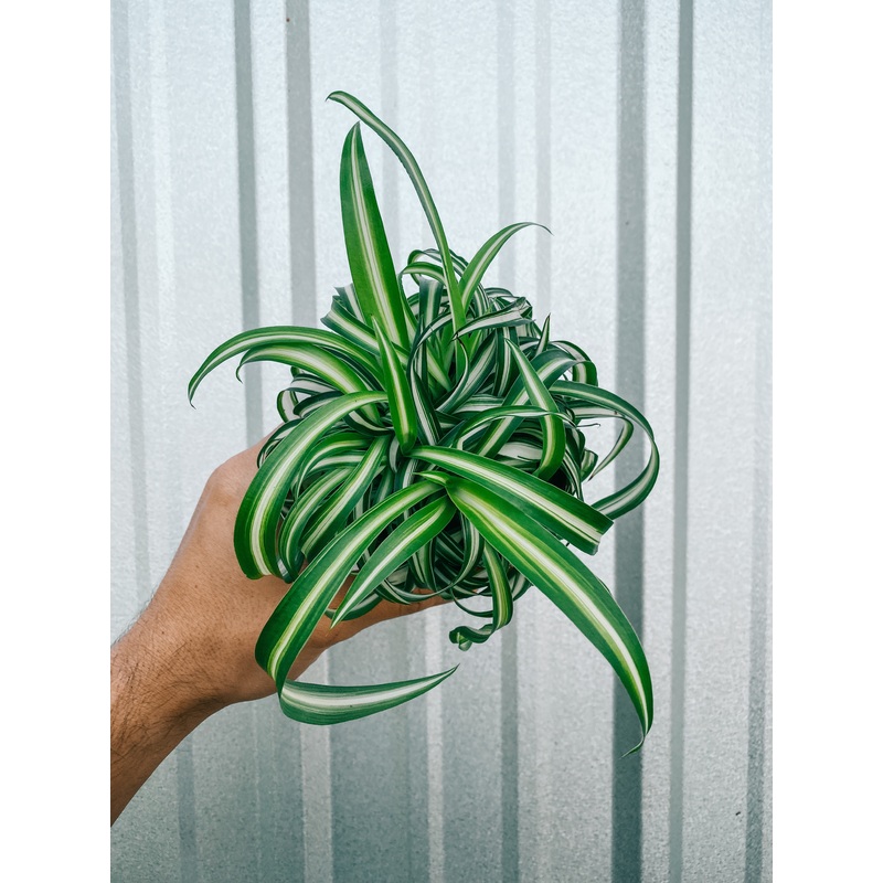 4 Spider Plant ‘Curly Bonnie’