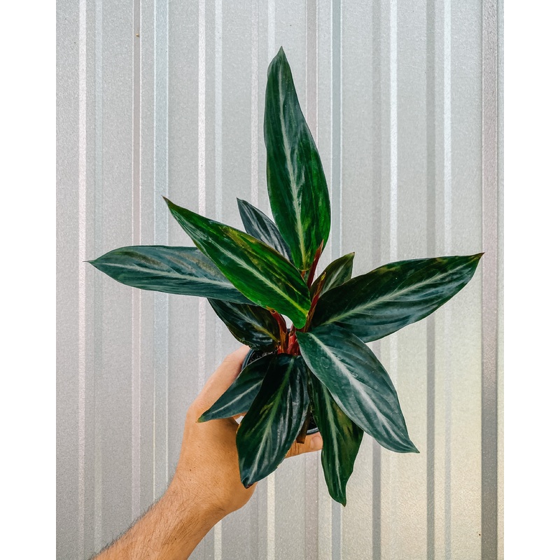4 Stromanthe ‘Sanguinea’
