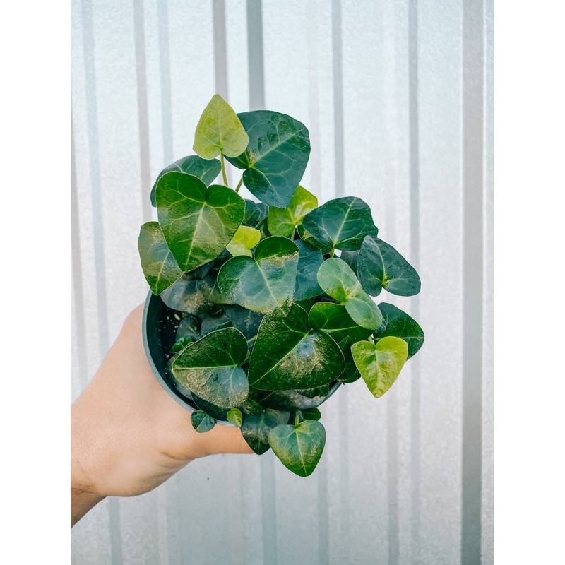 4 Sweetheart Ivy