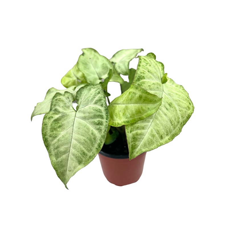 4 Syngonium ‘White Butterfly’