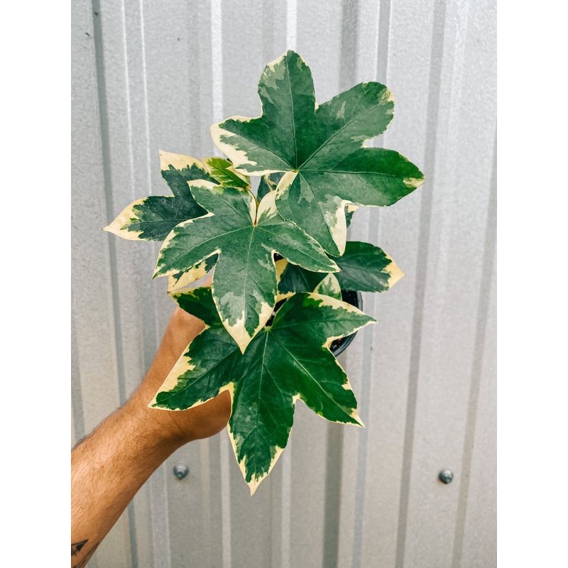 4 Variegated Fatshedera Sp.