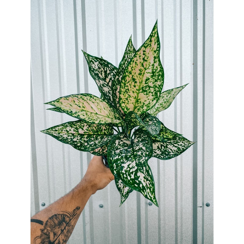 5 Aglaonema ‘Etta Rose’