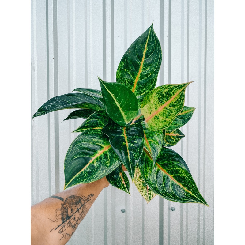 5 Aglaonema ‘Green Papaya’