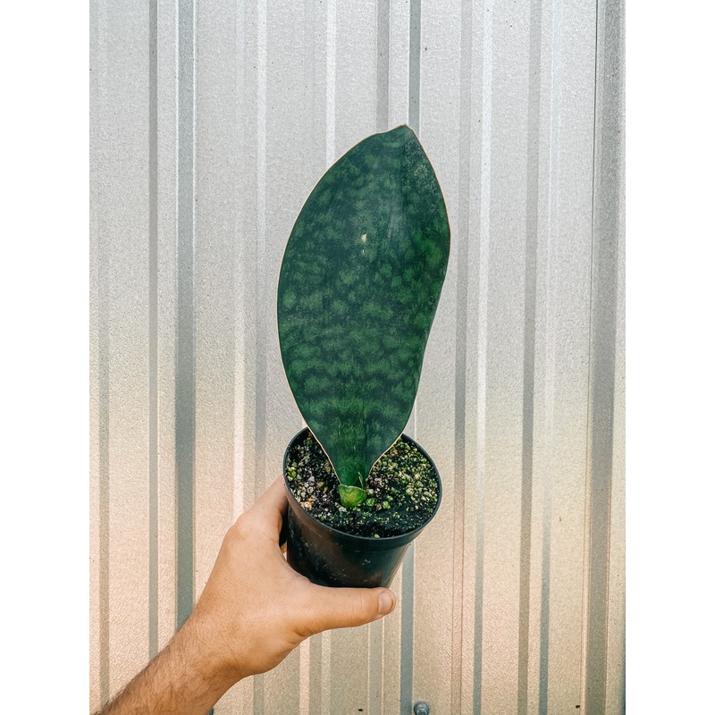 5 Sansevieria Masoniana ‘Whale Fin’