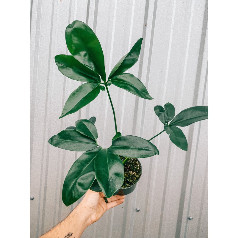 5 Thaumatophyllum Spruceanum (Philodendron Goeldii)