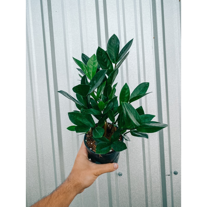 5 Zamioculcas Zamiifolia ‘ZZ Plant’
