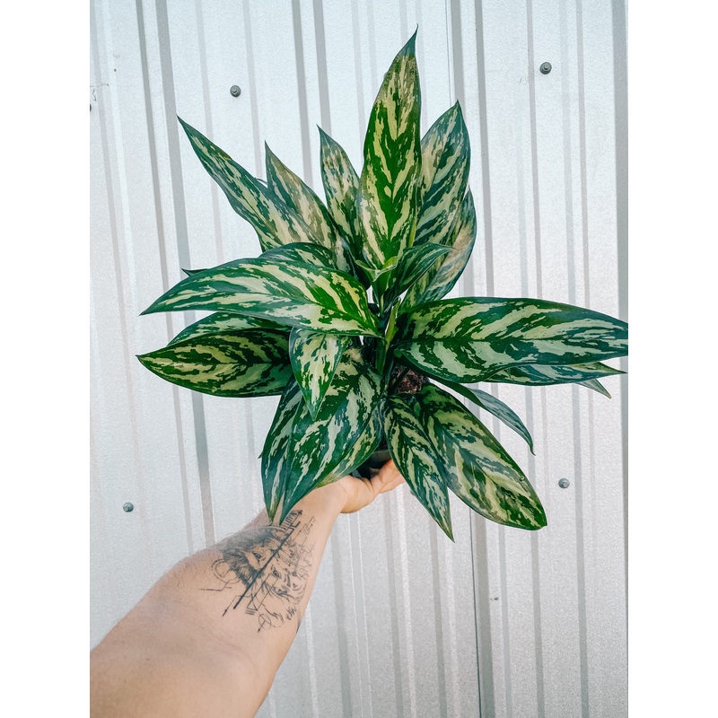 6 Aglaonema ‘Tigress’