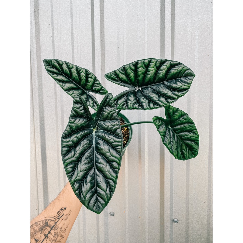 6 Alocasia Sinuata ‘Quilted Dreams’