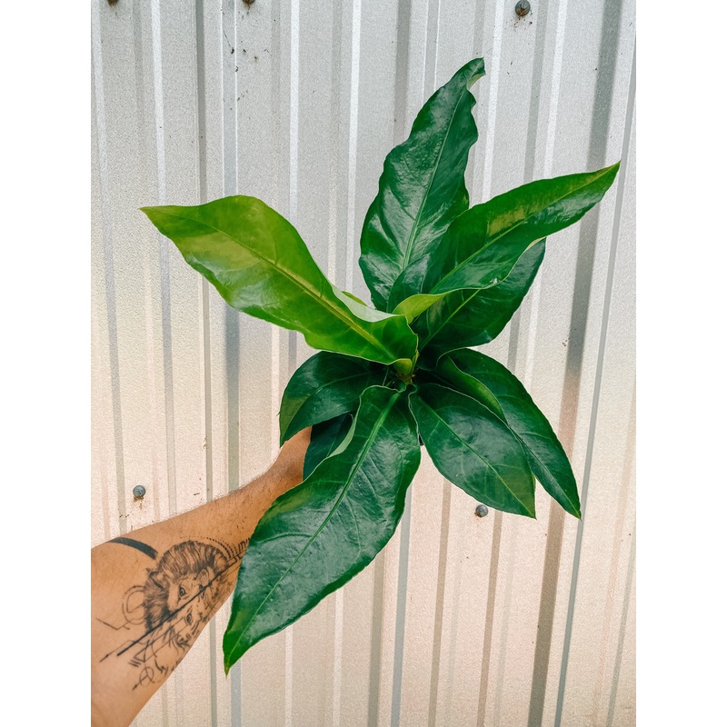 6 Anthurium ‘Hookeri’