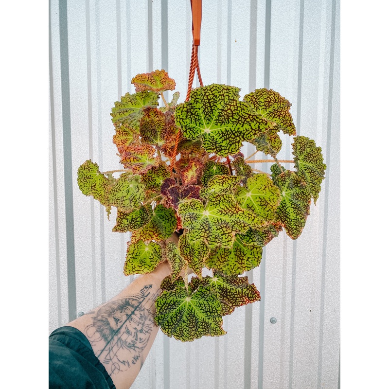6 Begonia ‘Deco Checks’ (Hanging Basket)