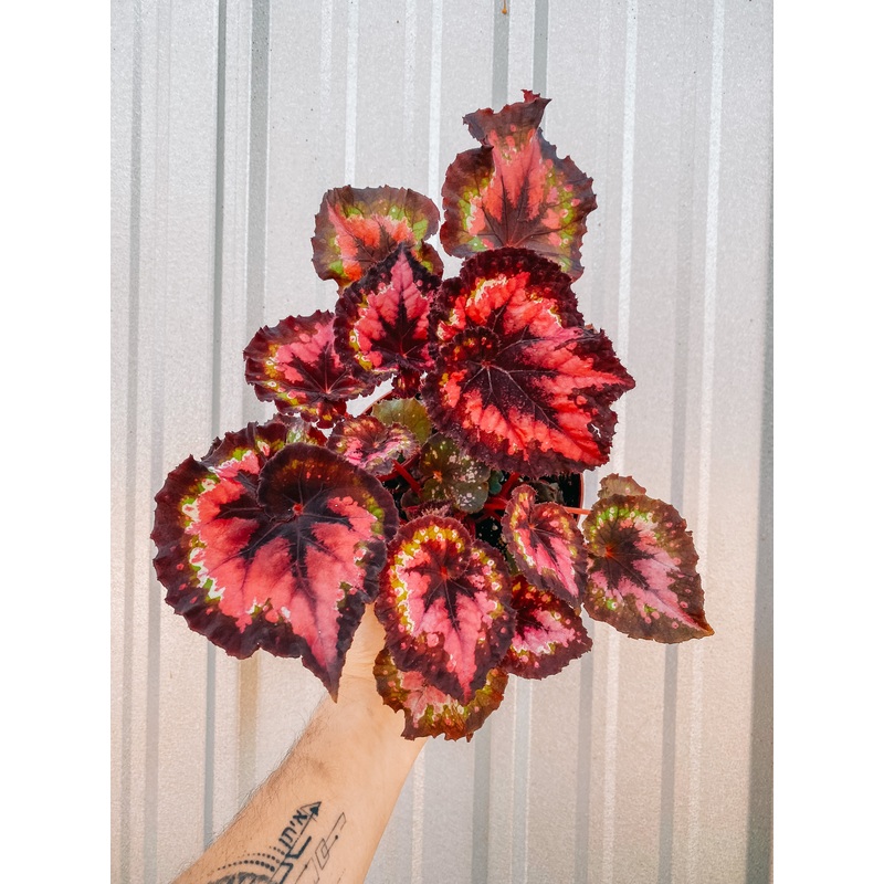 6 Begonia ‘Harmony’s Dark Heart’