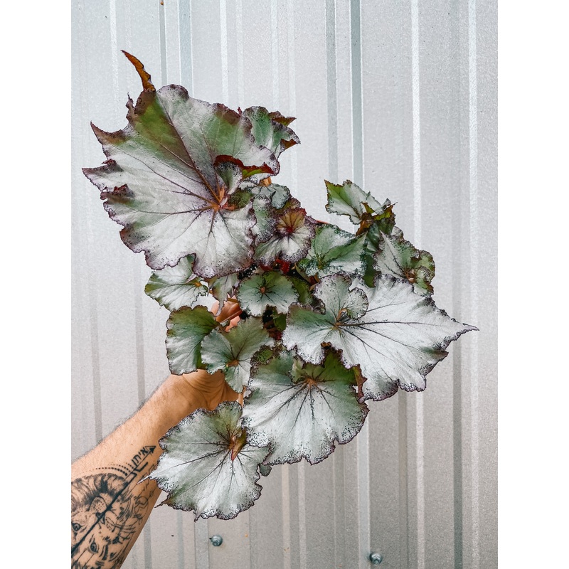 6 Begonia ‘Harmony’s Diamond Swirl’