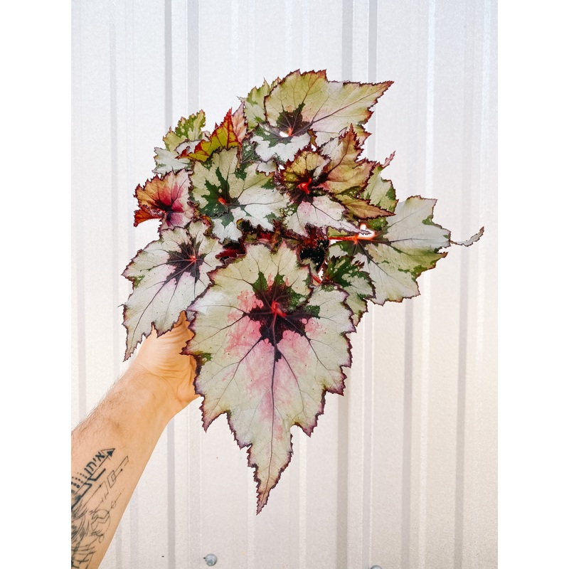 6 Begonia ‘Harmony’s Ghost Whisperer’