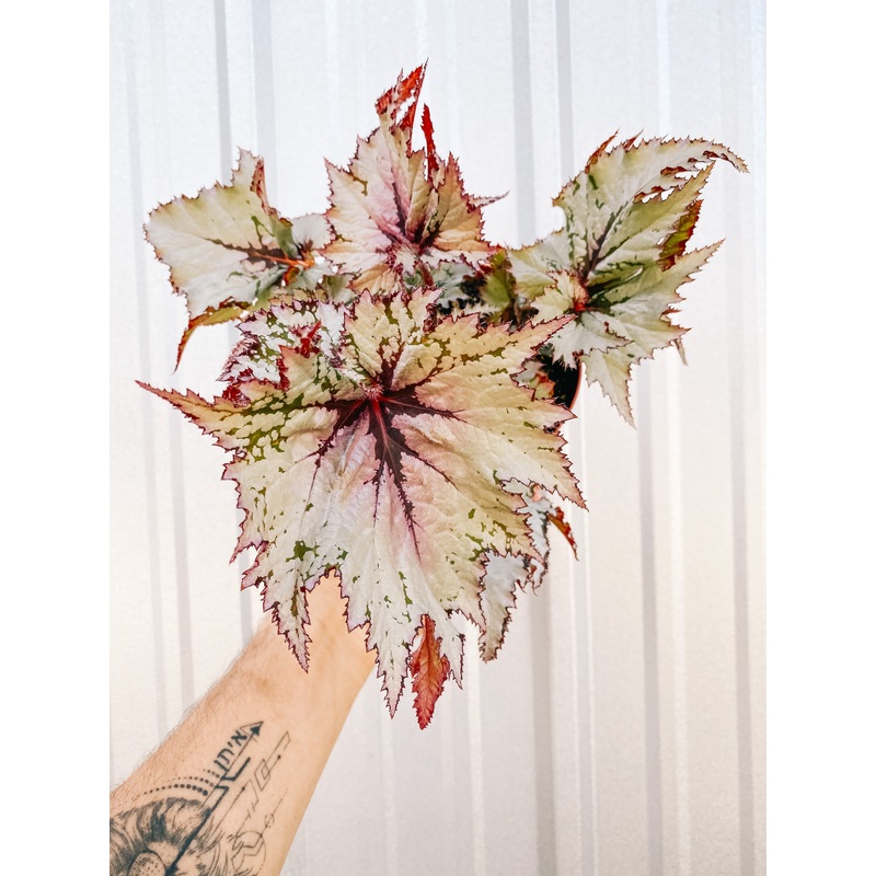 6 Begonia ‘Harmony’s Icicles’