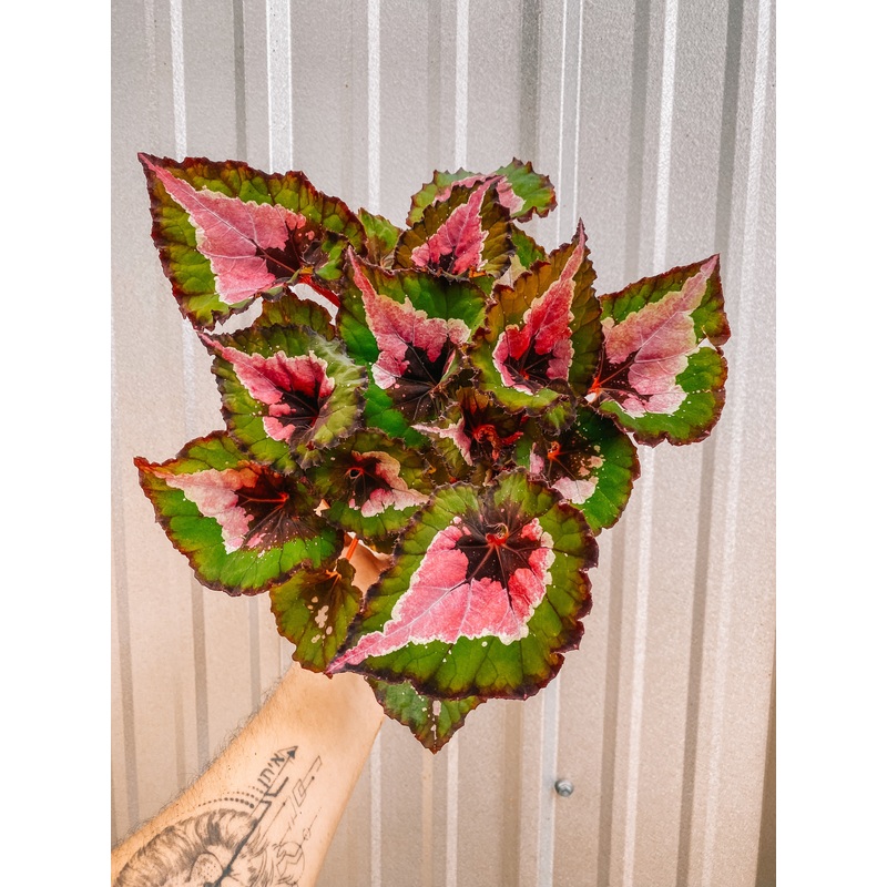 6 Begonia ‘Harmony’s Jingle Bells’