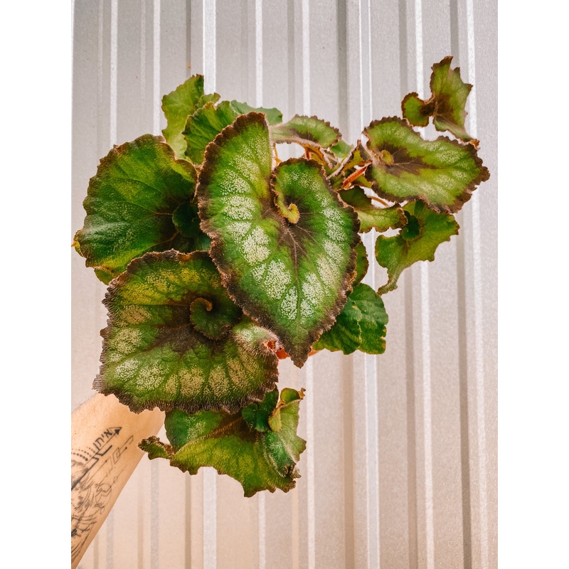 6 Begonia ‘Harmony’s Nautilus’