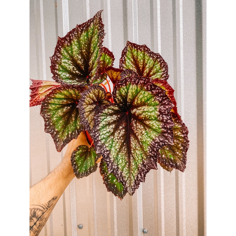 6 Begonia ‘Harmony’s Starry Night’