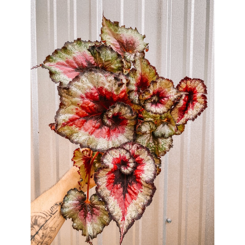 6 Begonia ‘Harmony’s Taste of Poison’