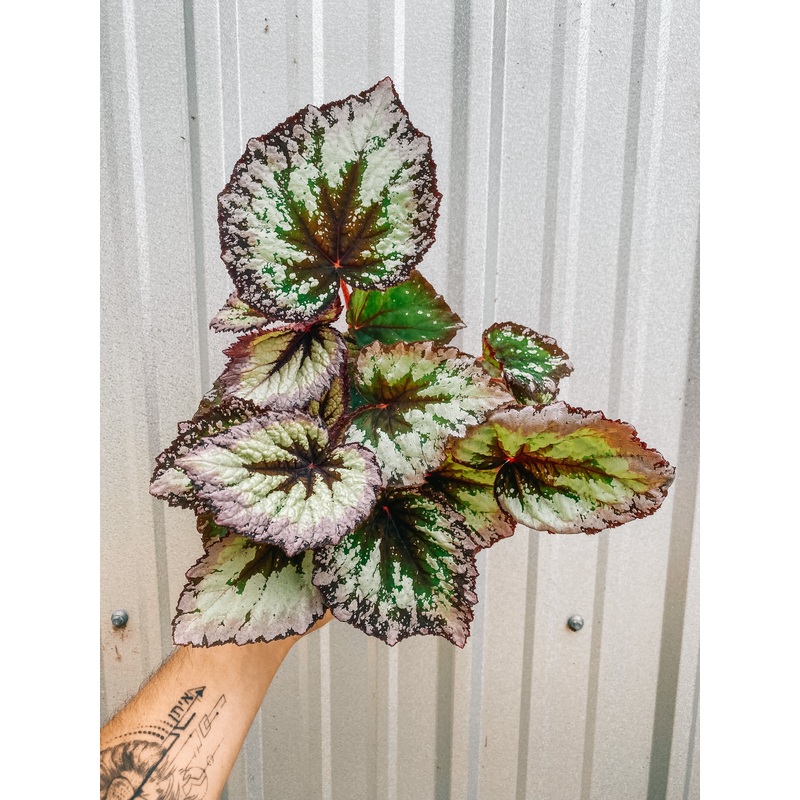 6 Begonia Hybrid ‘Fireworks’